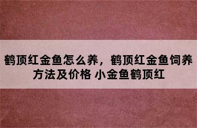 鹤顶红金鱼怎么养，鹤顶红金鱼饲养方法及价格 小金鱼鹤顶红